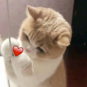 台湾春宵性启航
